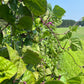Blauhilde, Bean