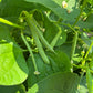 Borlotto di Vardono, Bean