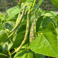 Brightstone, Bean