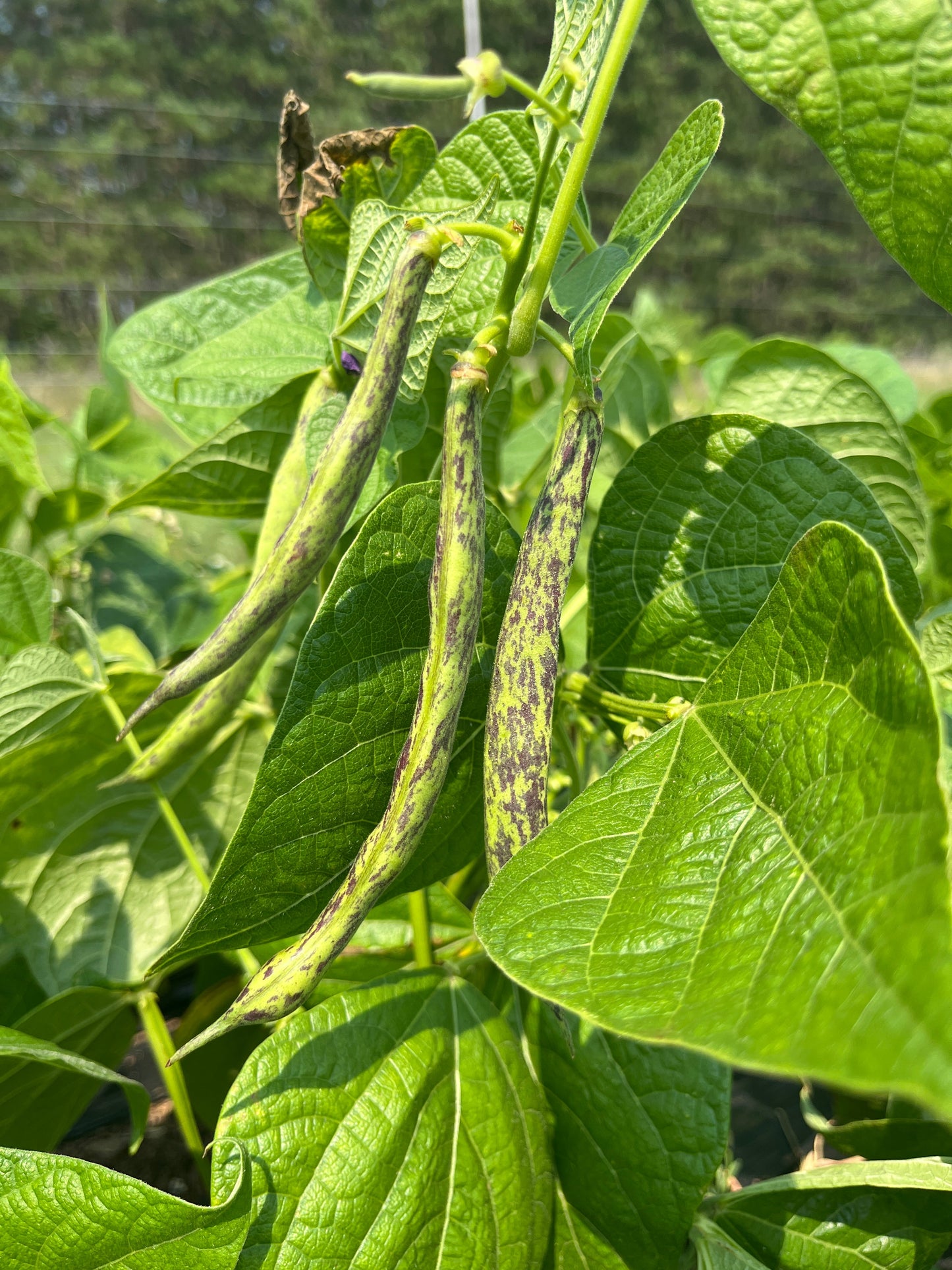Brightstone, Bean