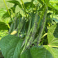 Brightstone, Bean