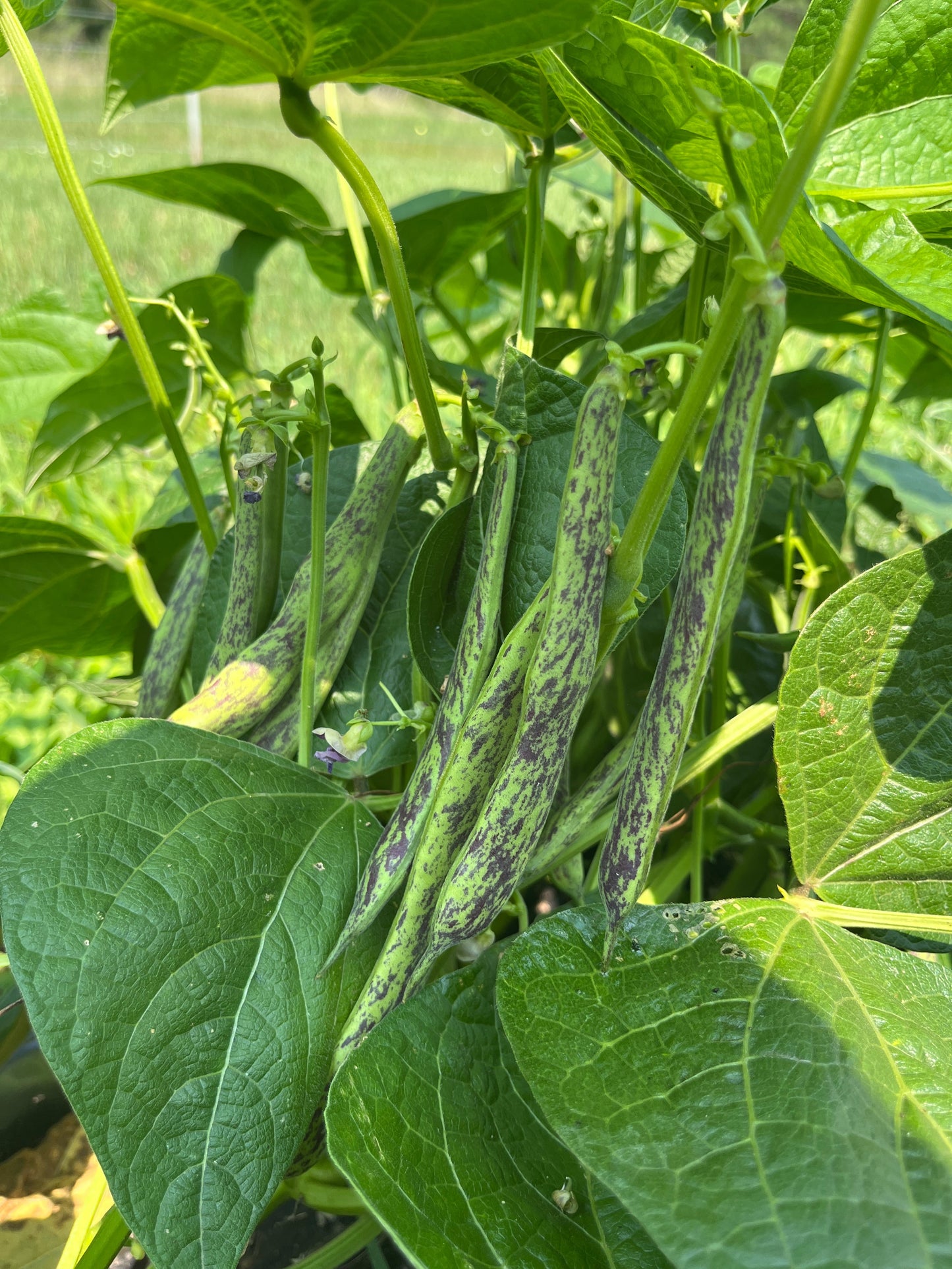 Brightstone, Bean