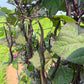 Carminat, Bean