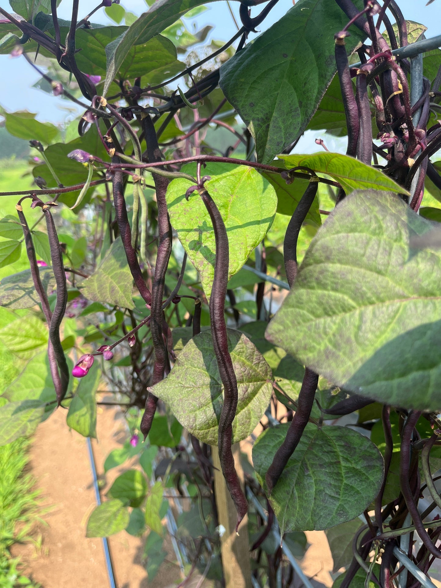Carminat, Bean
