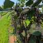Carminat, Bean
