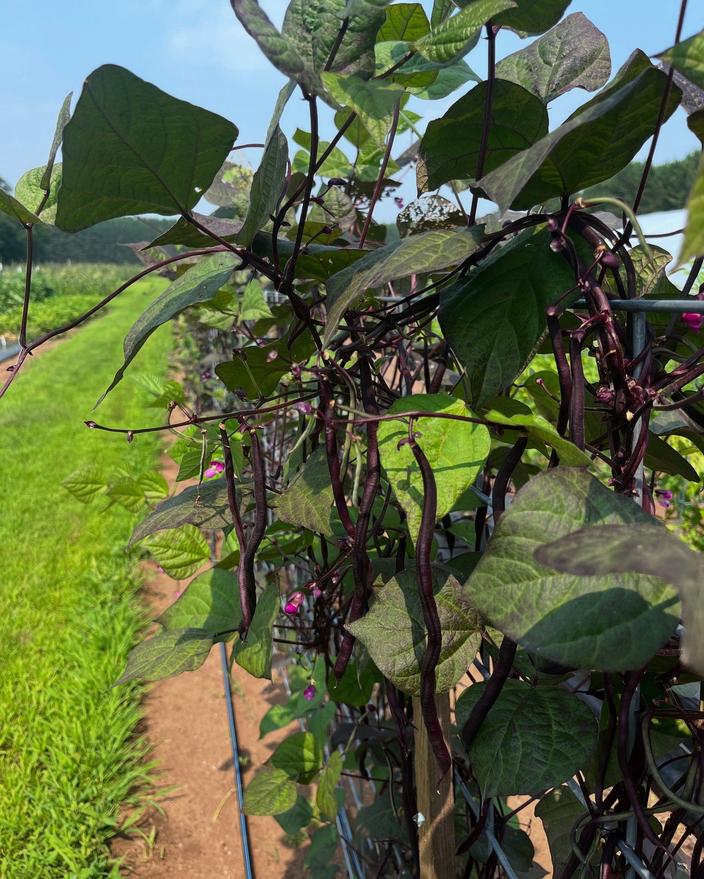 Carminat, Bean