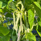 Crawford, Bean