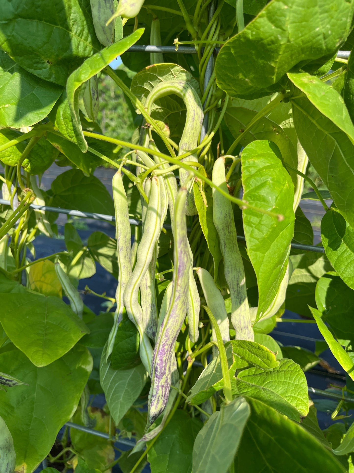 Crawford, Bean