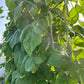 Crawford, Bean