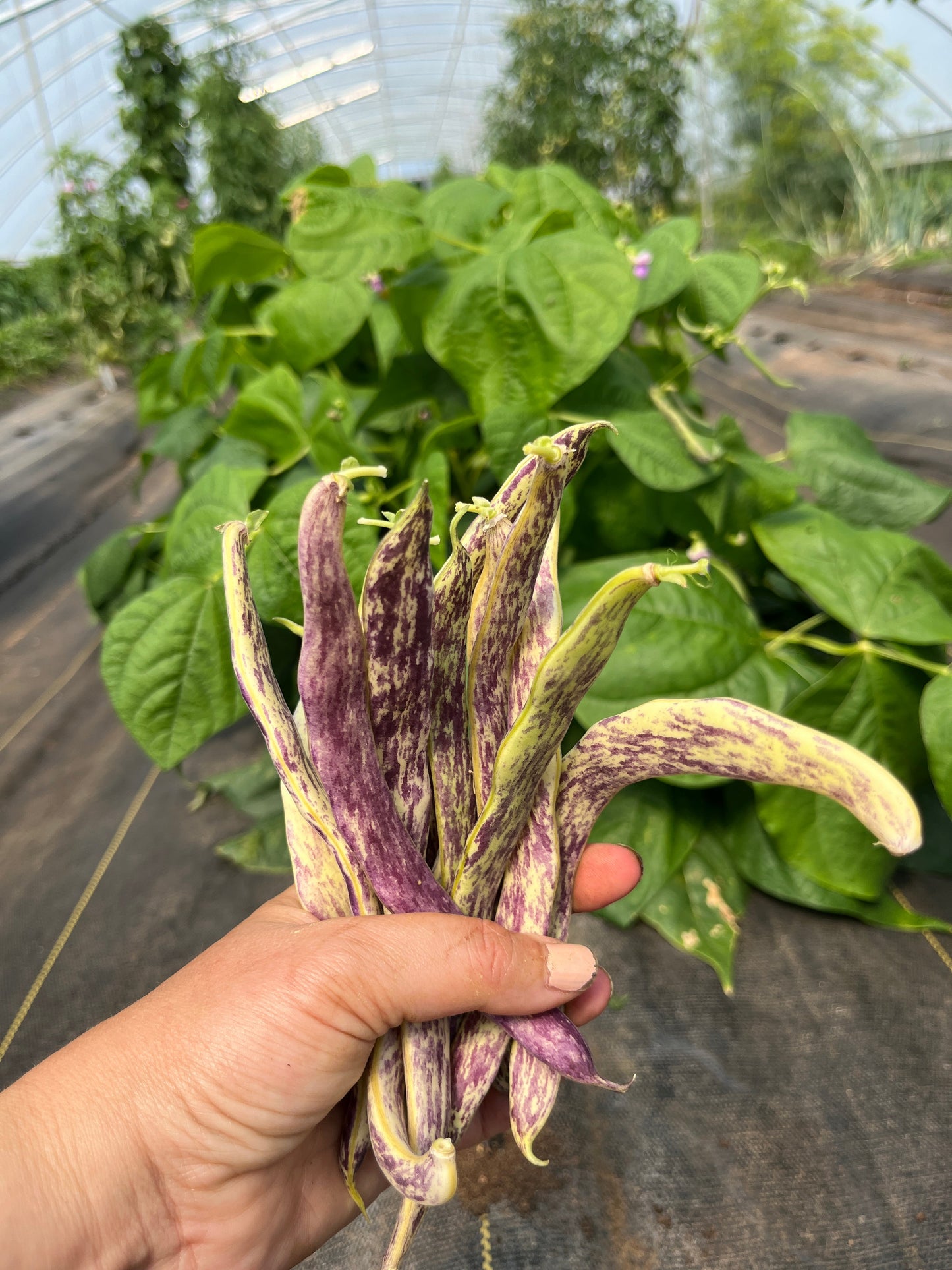 Dragon Tongue, Bean