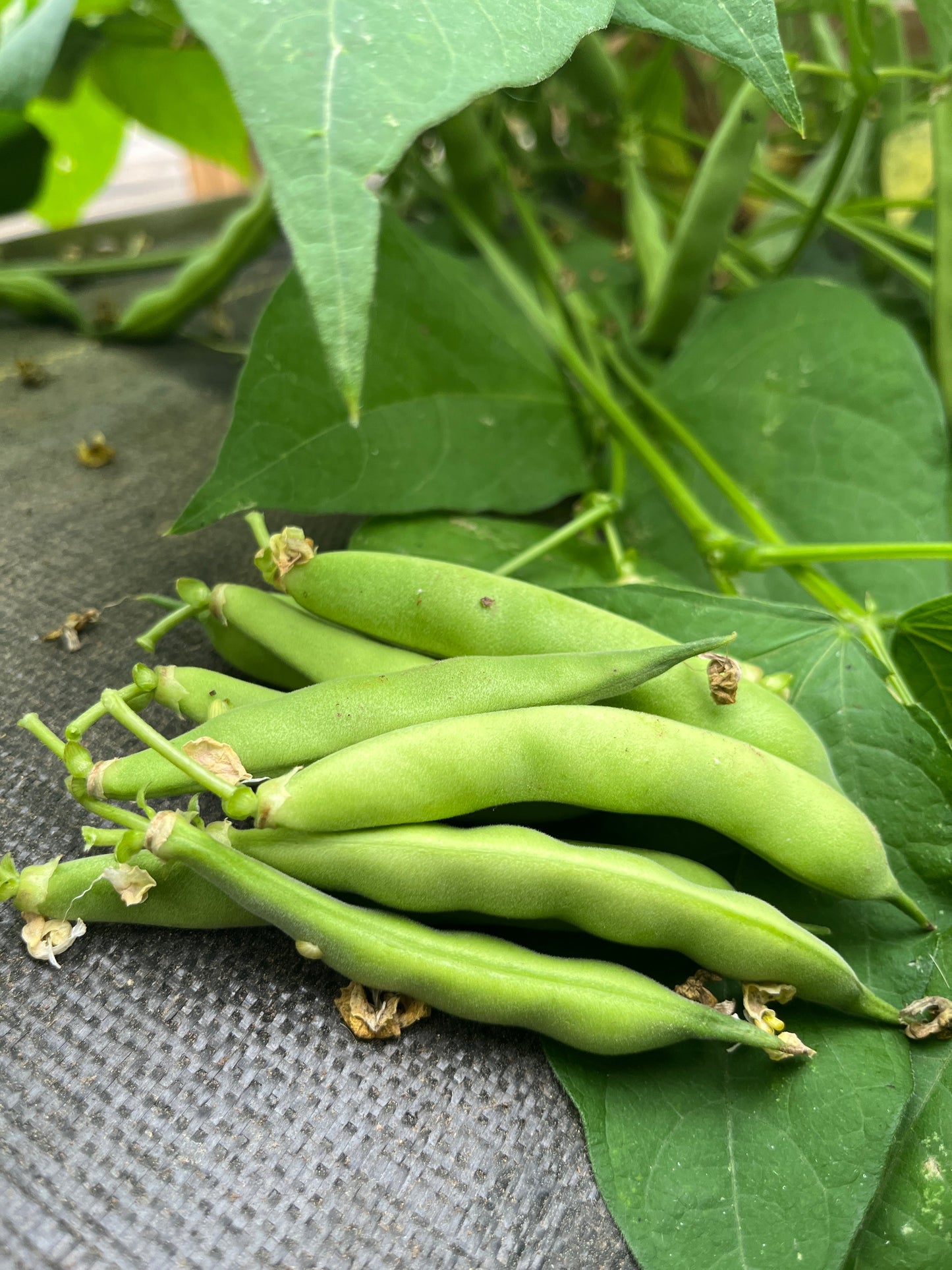 Goose Gullet, Bean