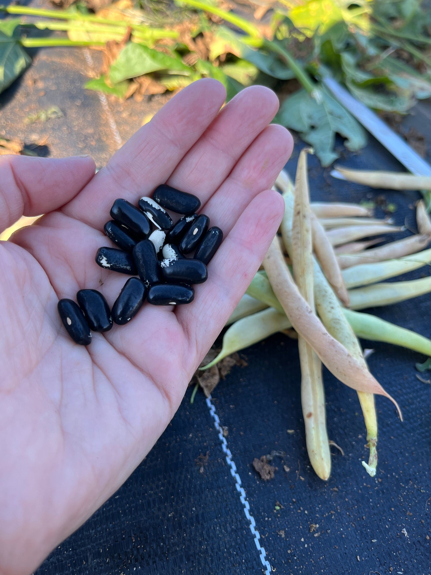 Magpie, Bean