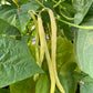 Neckargold, Bean