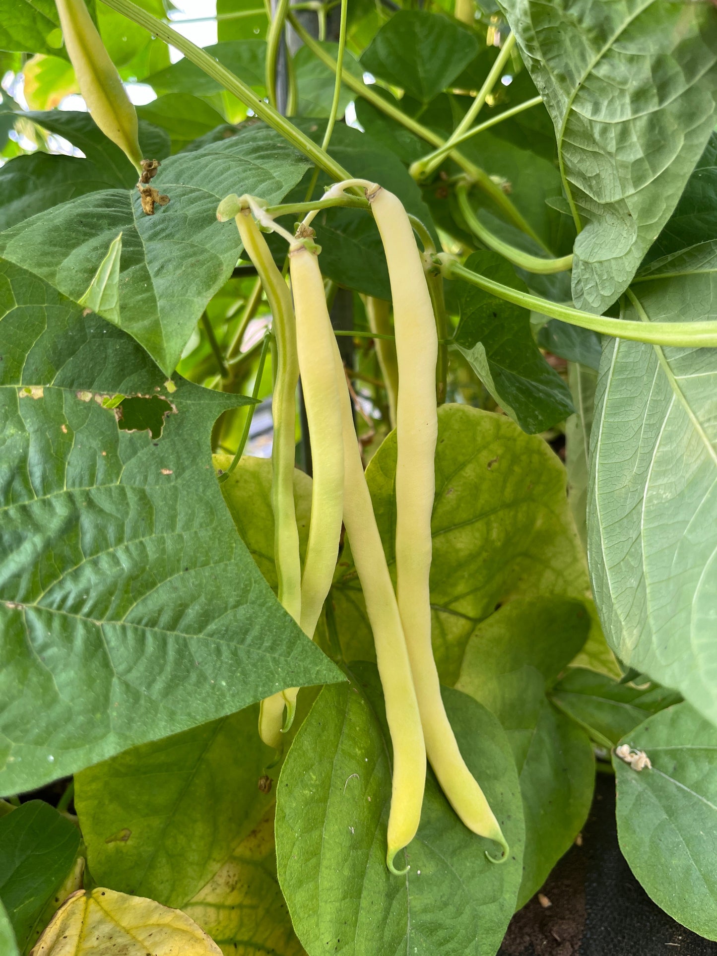 Neckargold, Bean