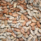 Brightstone, Bean