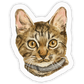 Faces Of Kitty Town Sticker Pack