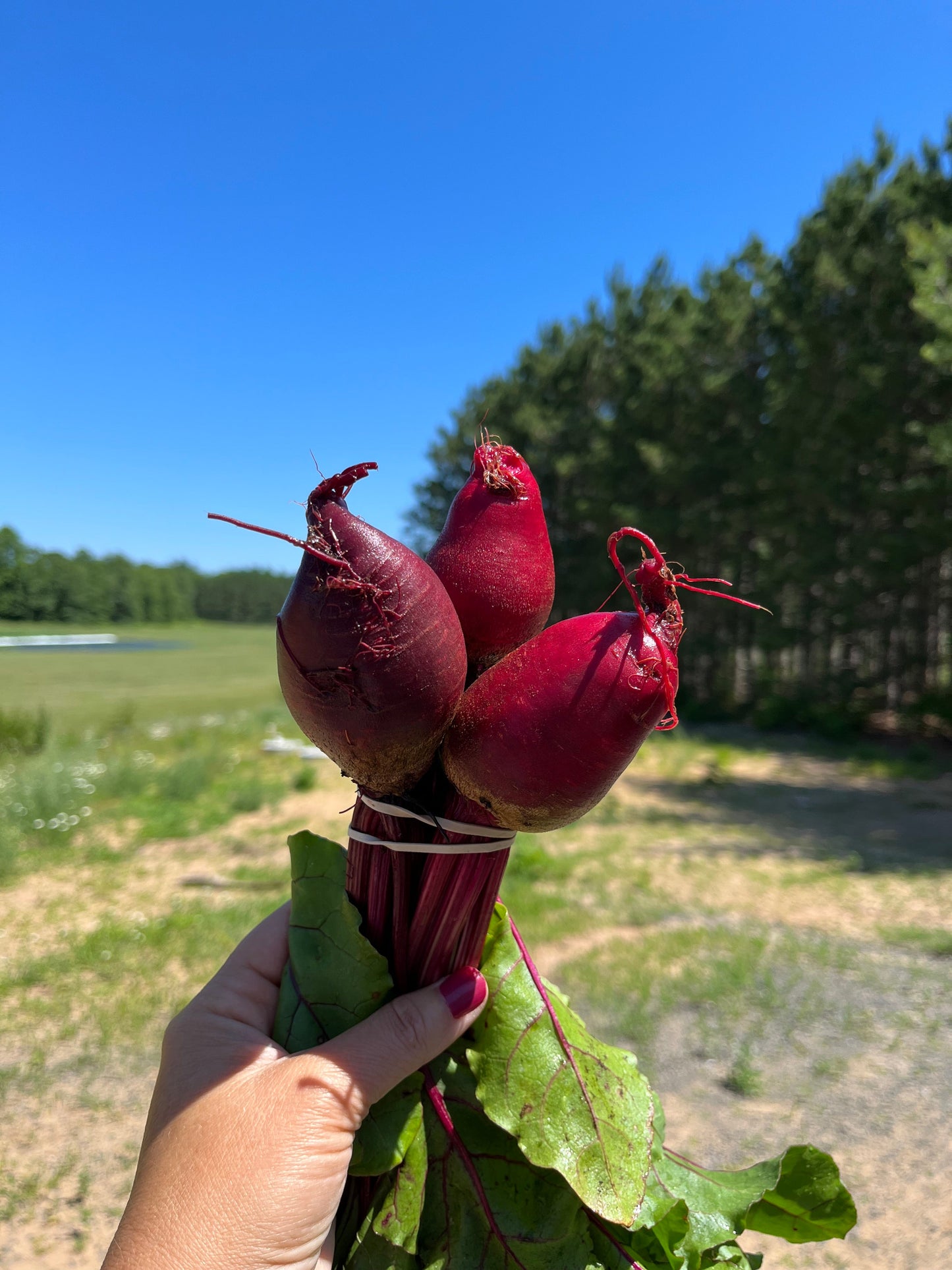Detroit Dark Red, Beet
