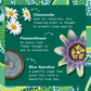 Blue Chamomile Superfood Latte