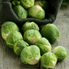 Brussels Sprouts Long Island Improved Heirloom Seeds