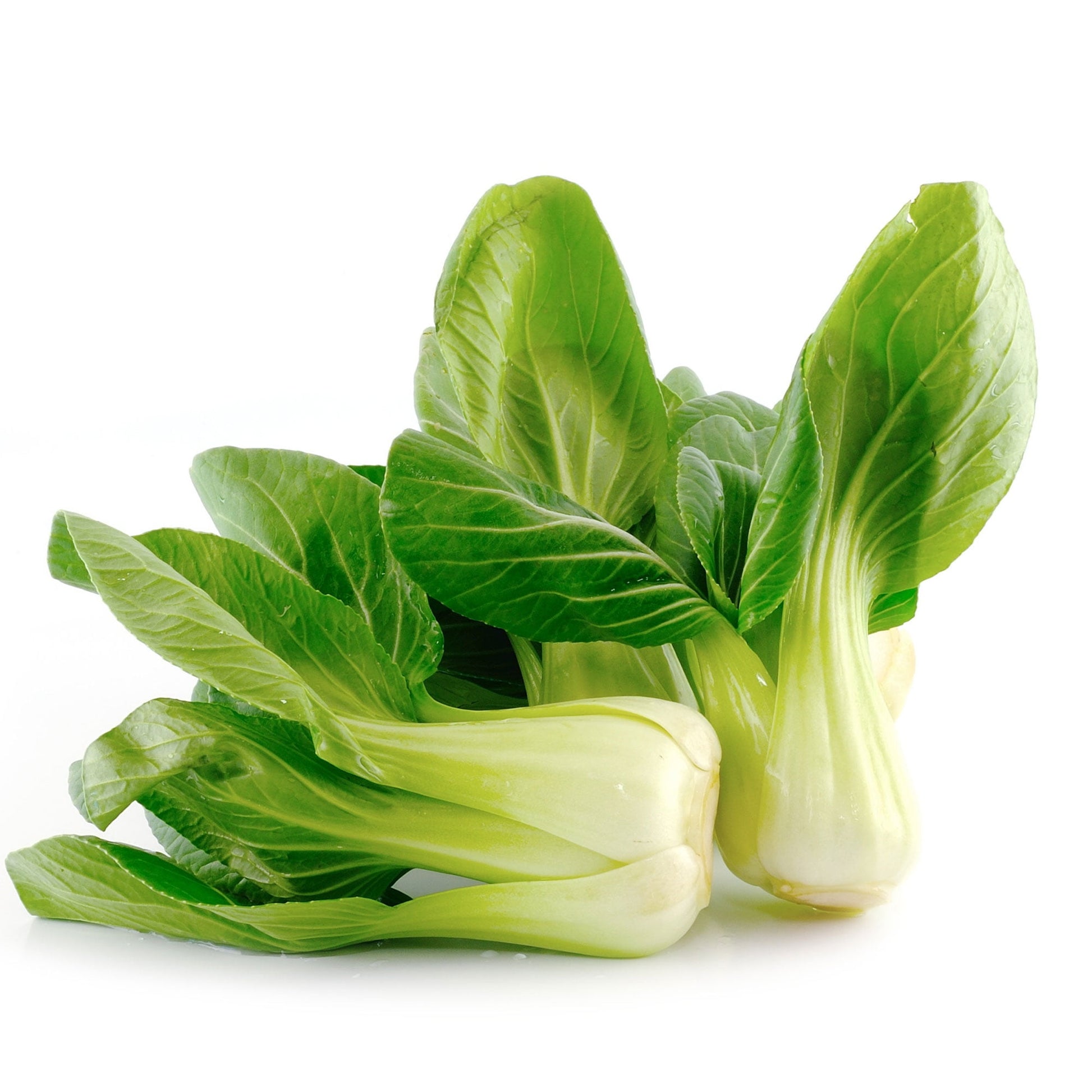 Cabbage Seeds - Pak Choi - Little Shanghai - Hybrid - 1 Lb ~64000 Seeds - Non-Gmo, F1 Hybrid - Asian Garden Vegetable