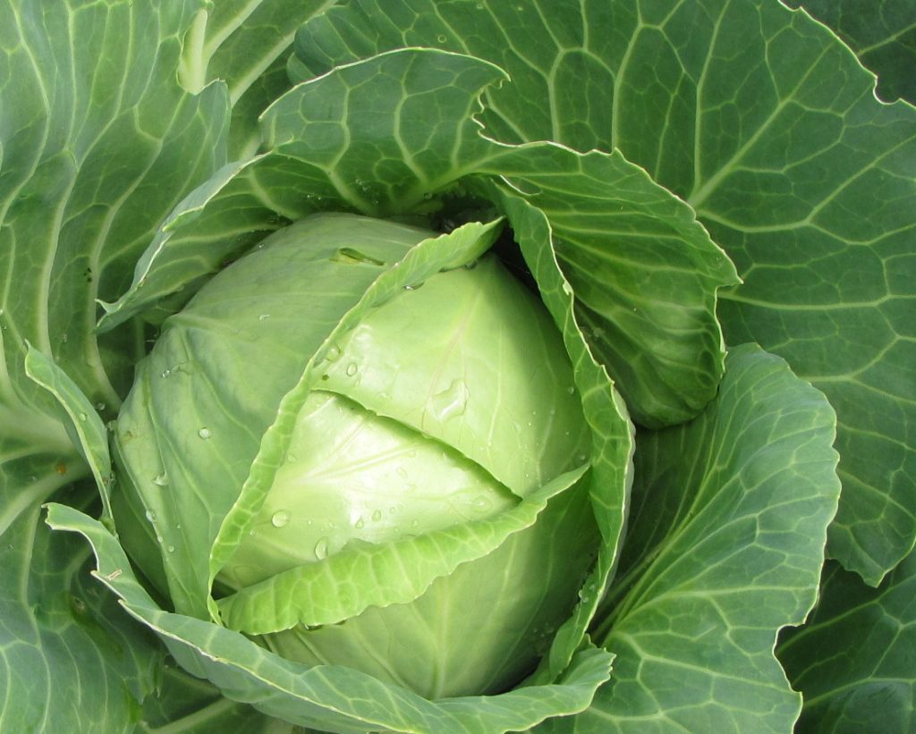 Danish Ballhead, Cabbage