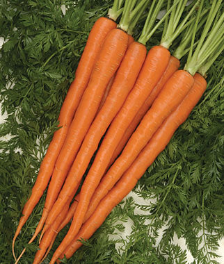 Imperator, Carrot