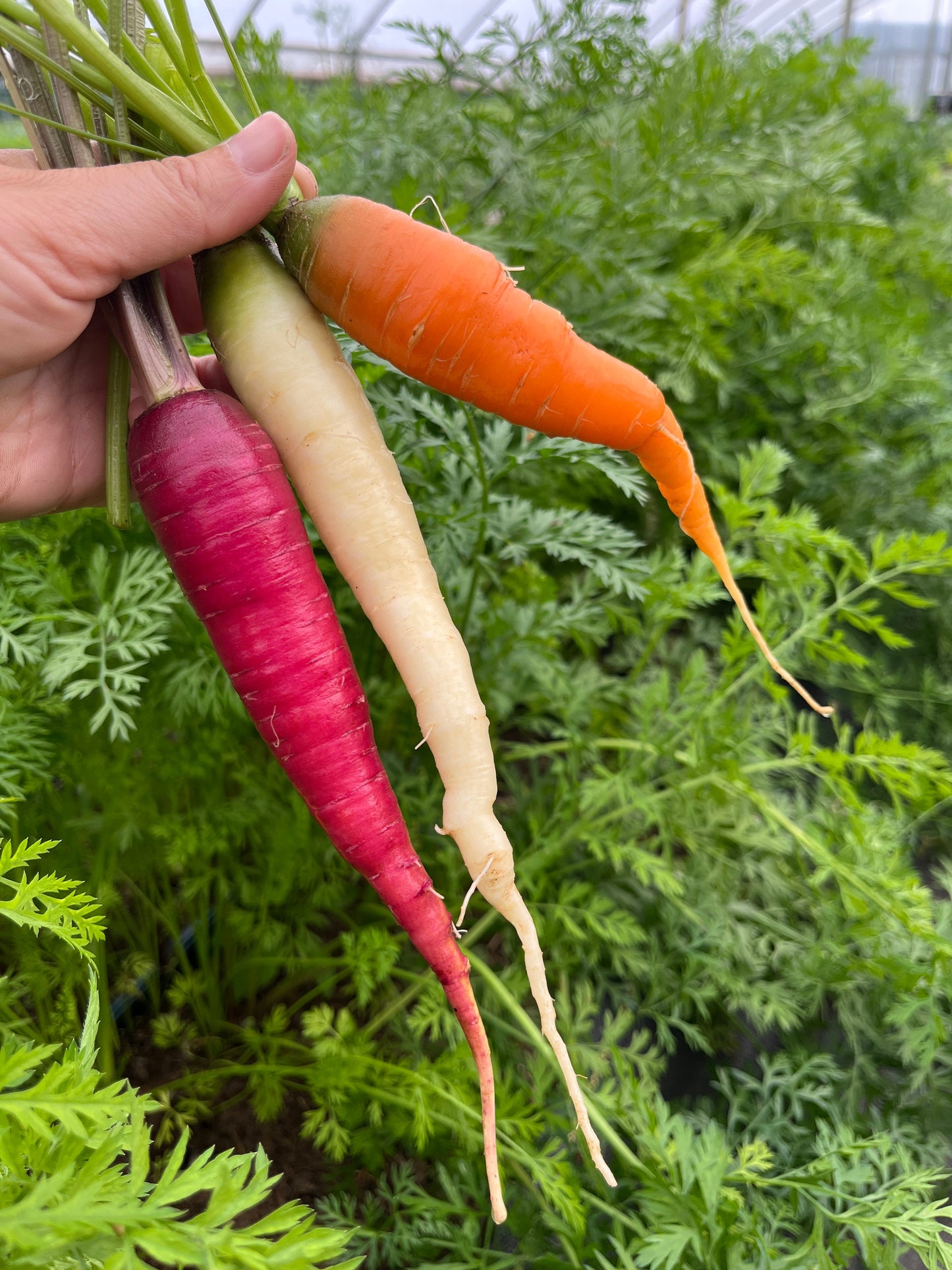 Rainbow, Carrot