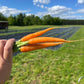Scarlet Nantes, Carrot