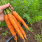 Scarlet Nantes, Carrot