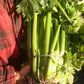Golden Self-Blanching, Celery