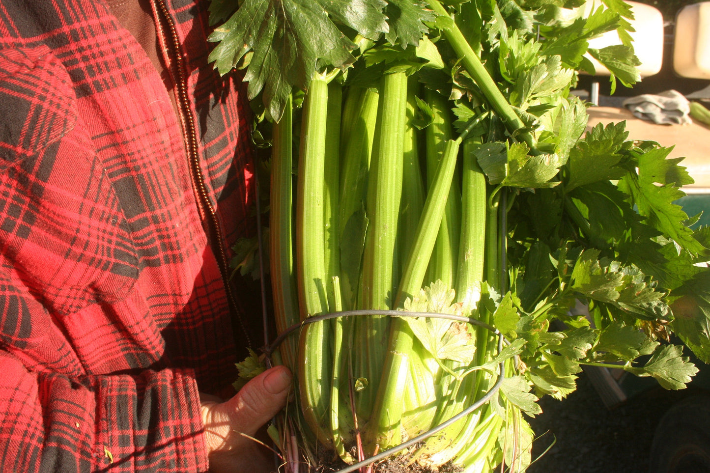 Golden Self-Blanching, Celery
