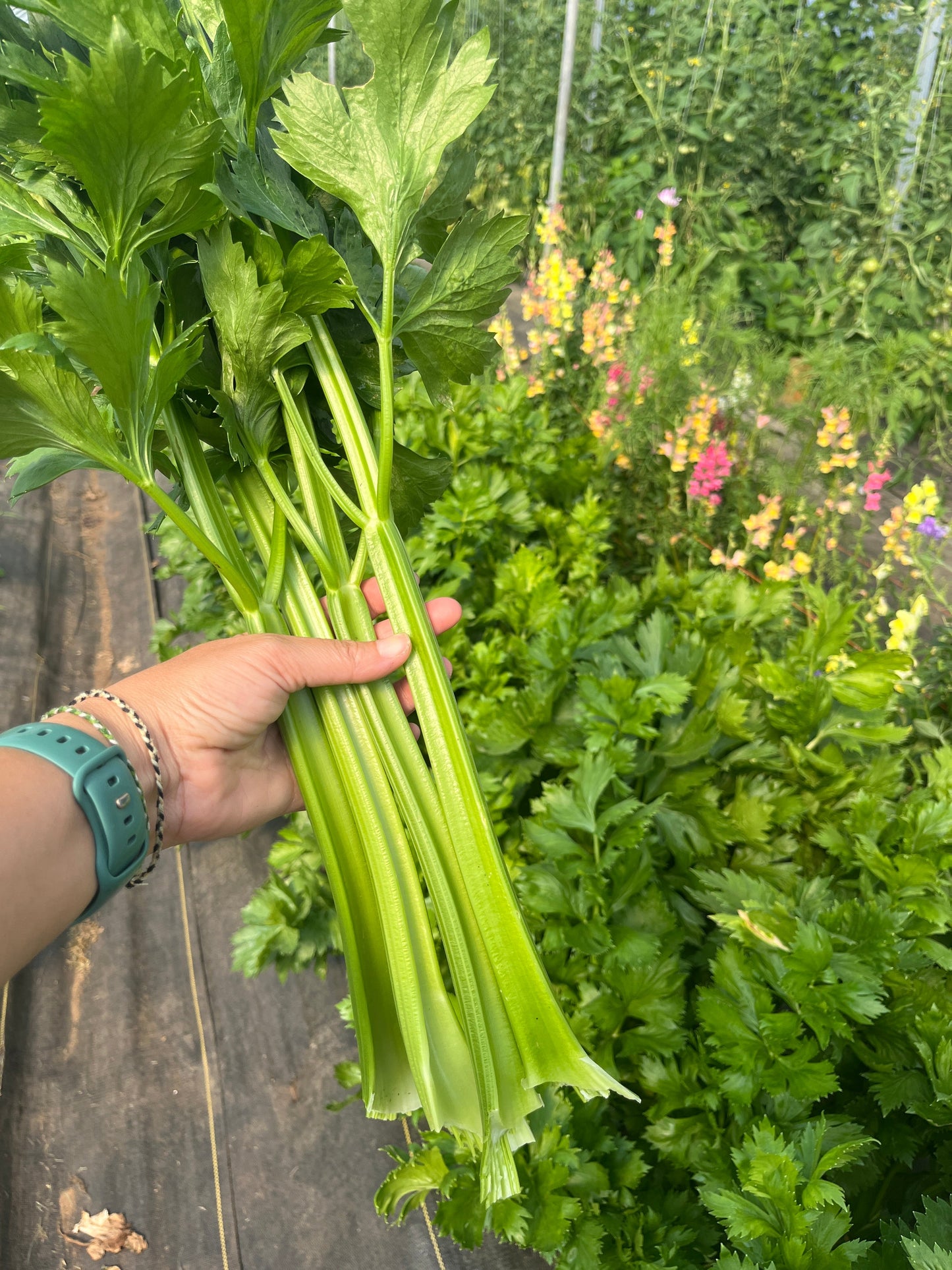Golden Self-Blanching, Celery