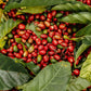 World Coffee Sample Pack - 5 Countries Freshly Roasted Specialty Coffee Samples