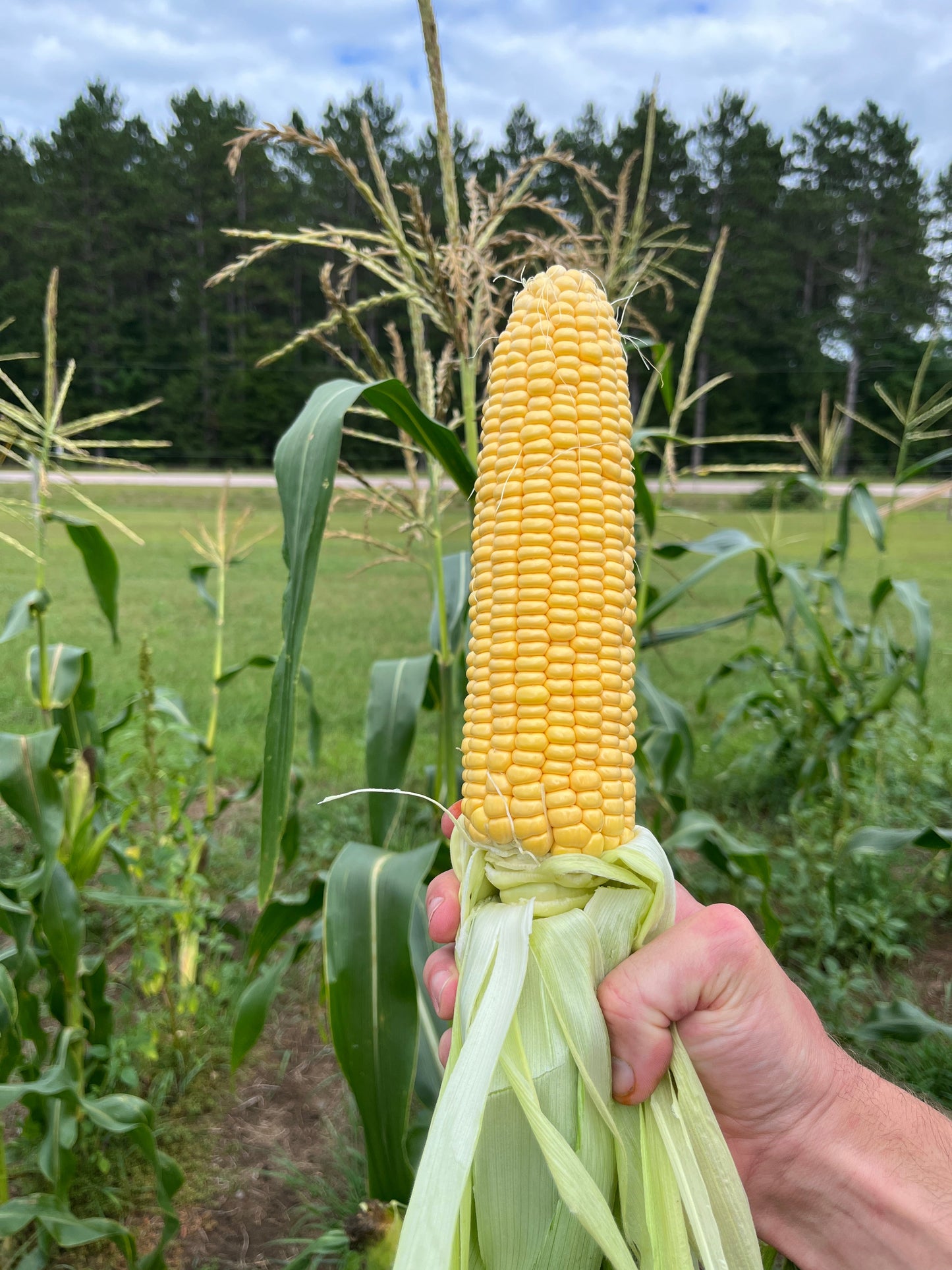 Damaun, Sweet Corn