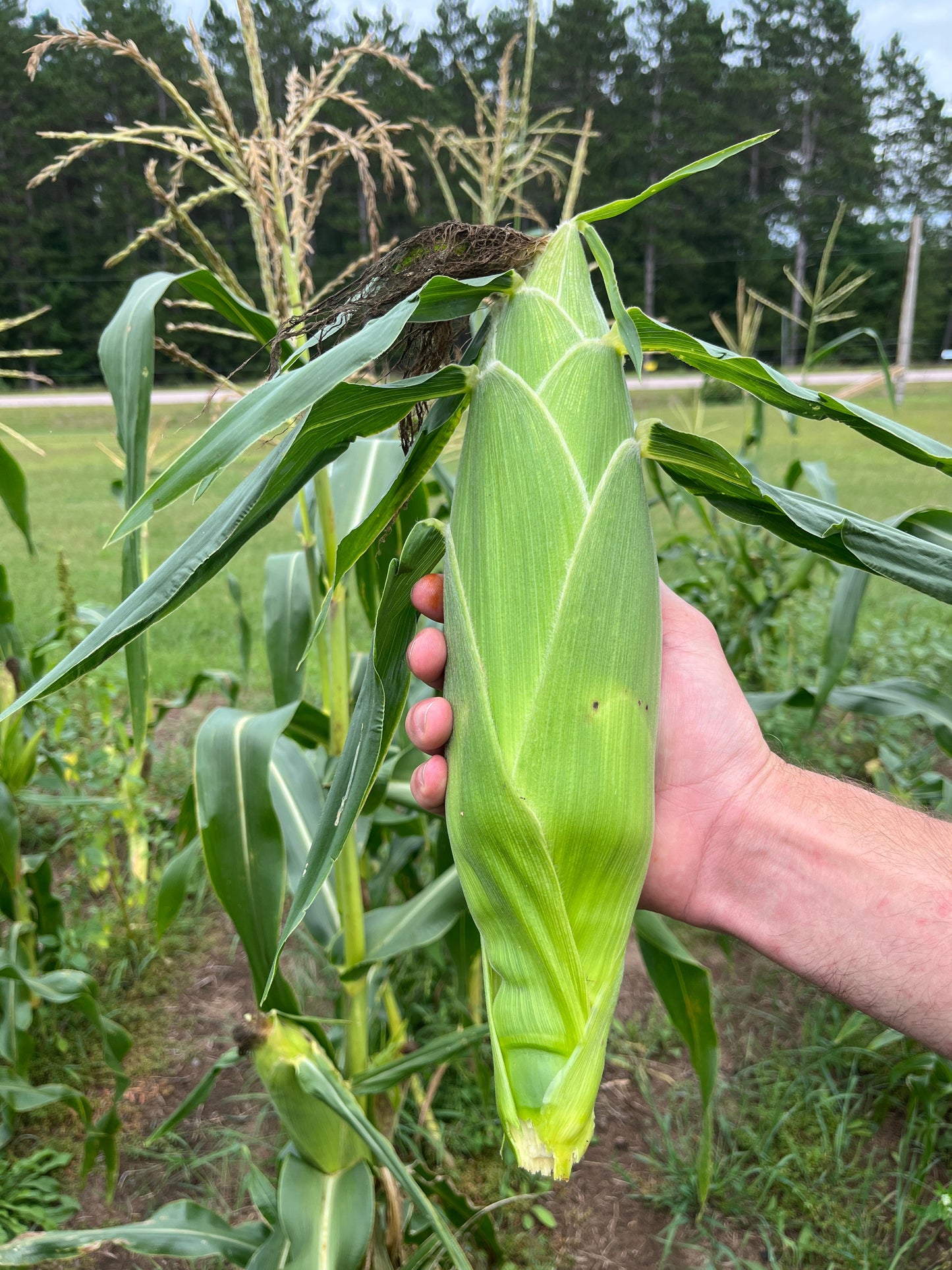 Damaun, Sweet Corn