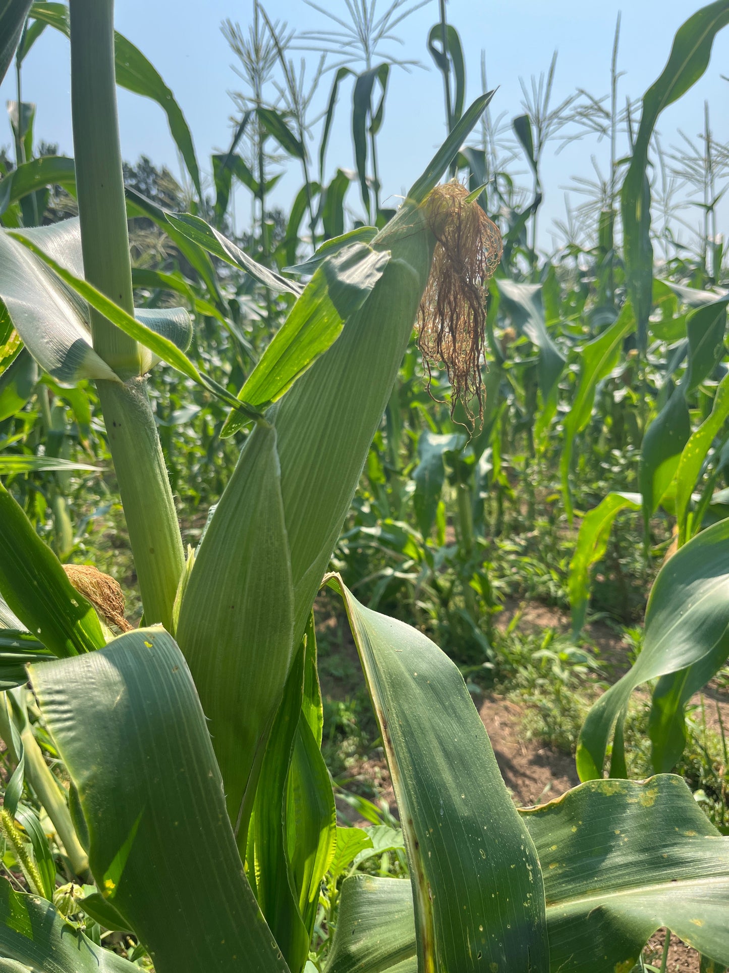 Damaun, Sweet Corn