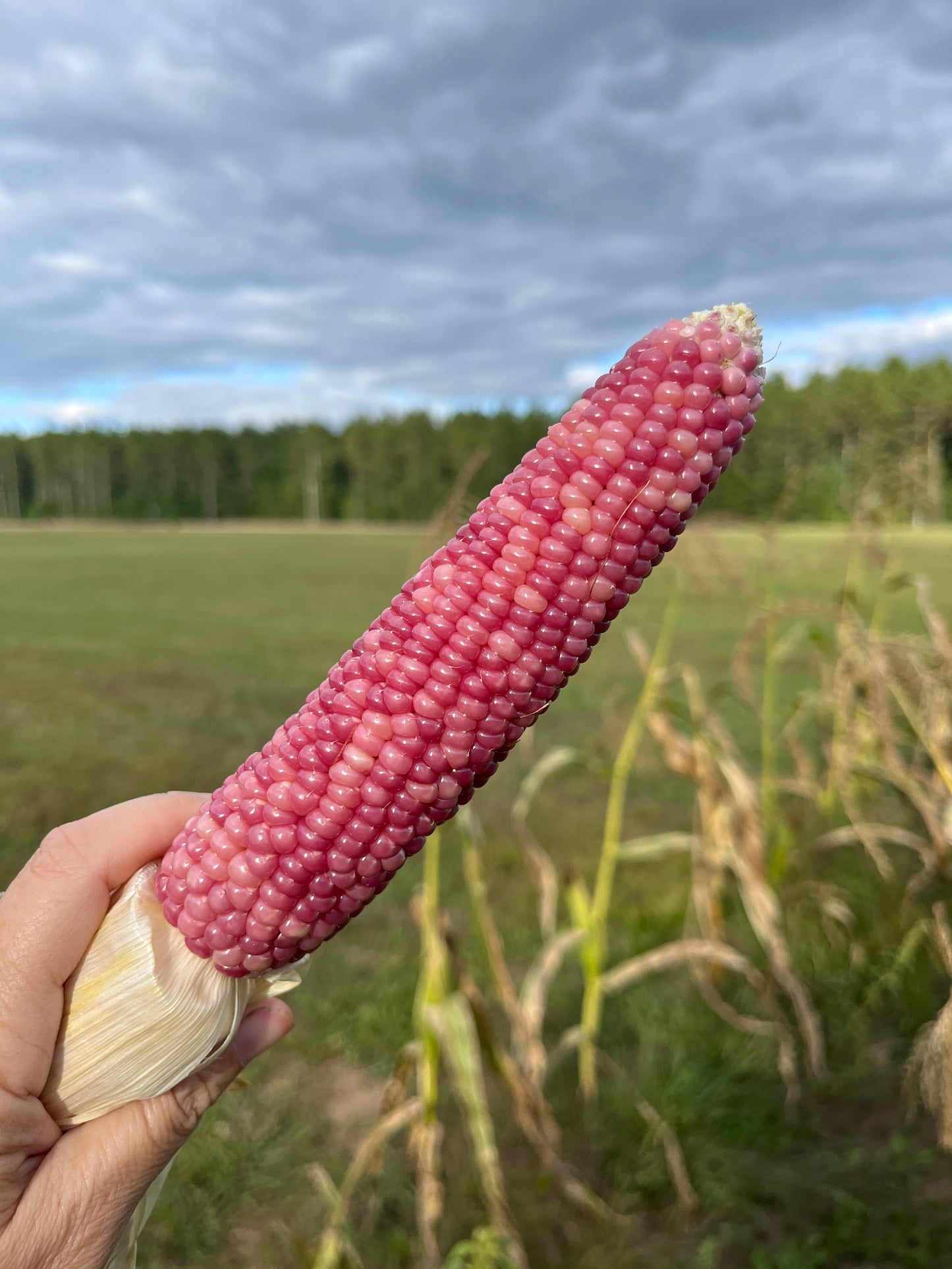 Early Pink, Popcorn