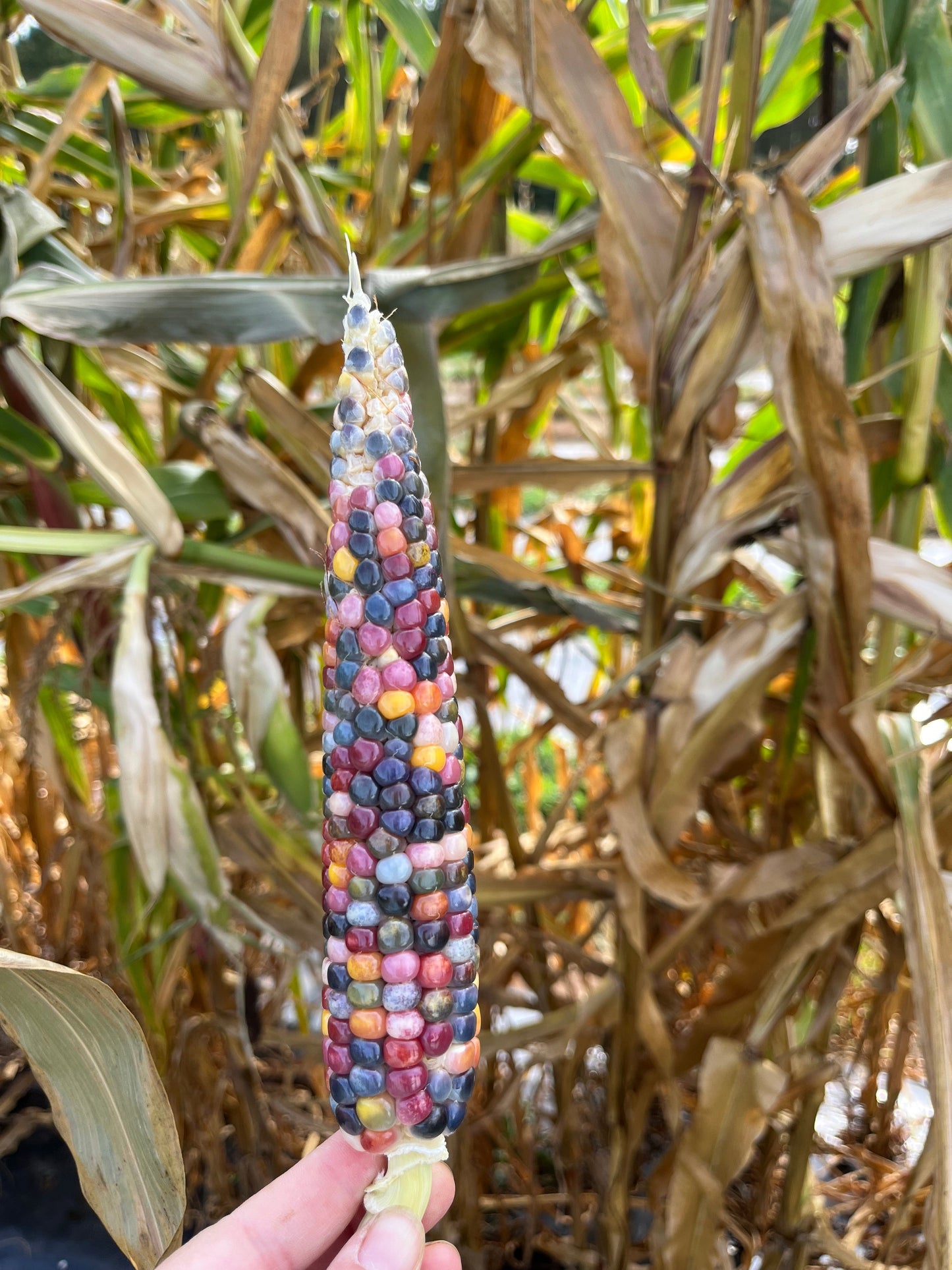 Glass Gem, Popcorn