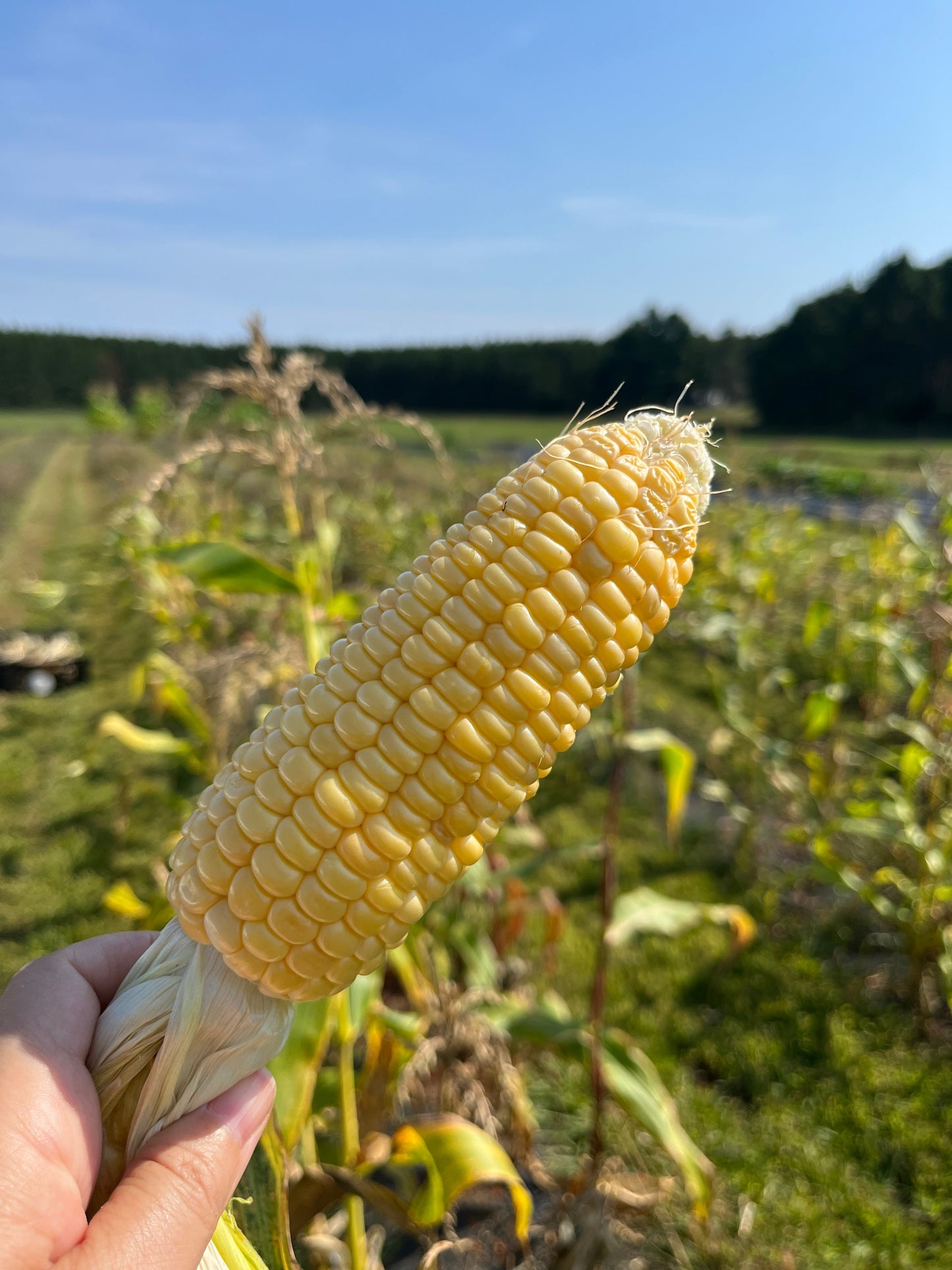 Simonet, Sweet Corn