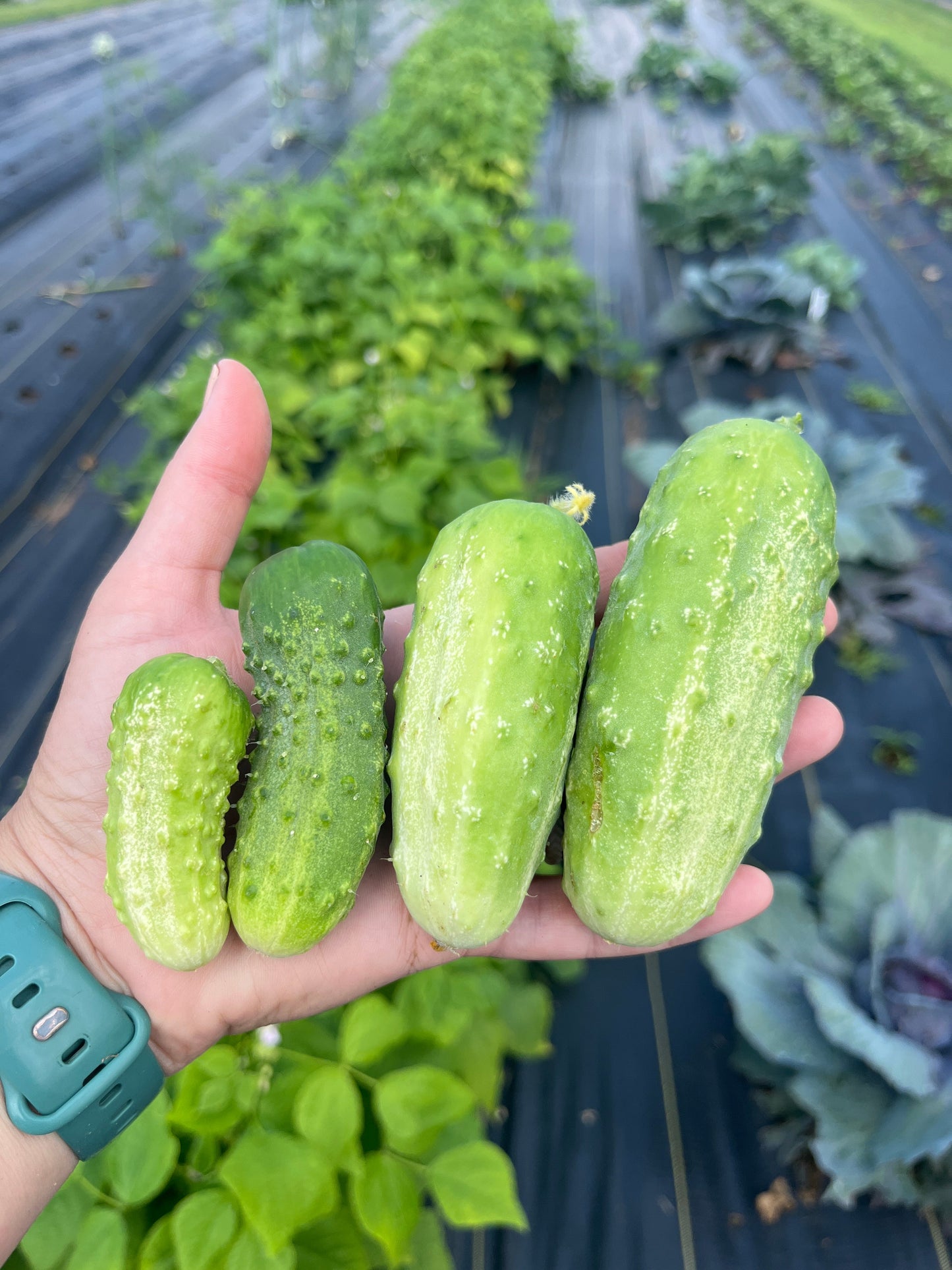 Homemade Pickles, Cucumbers