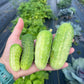 The Easy Start Garden Bundle