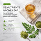 Organic Moringa Tea - Lemon & Ginger - Caffeine-Free Herbal Tea
