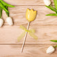 Tulip Lolly