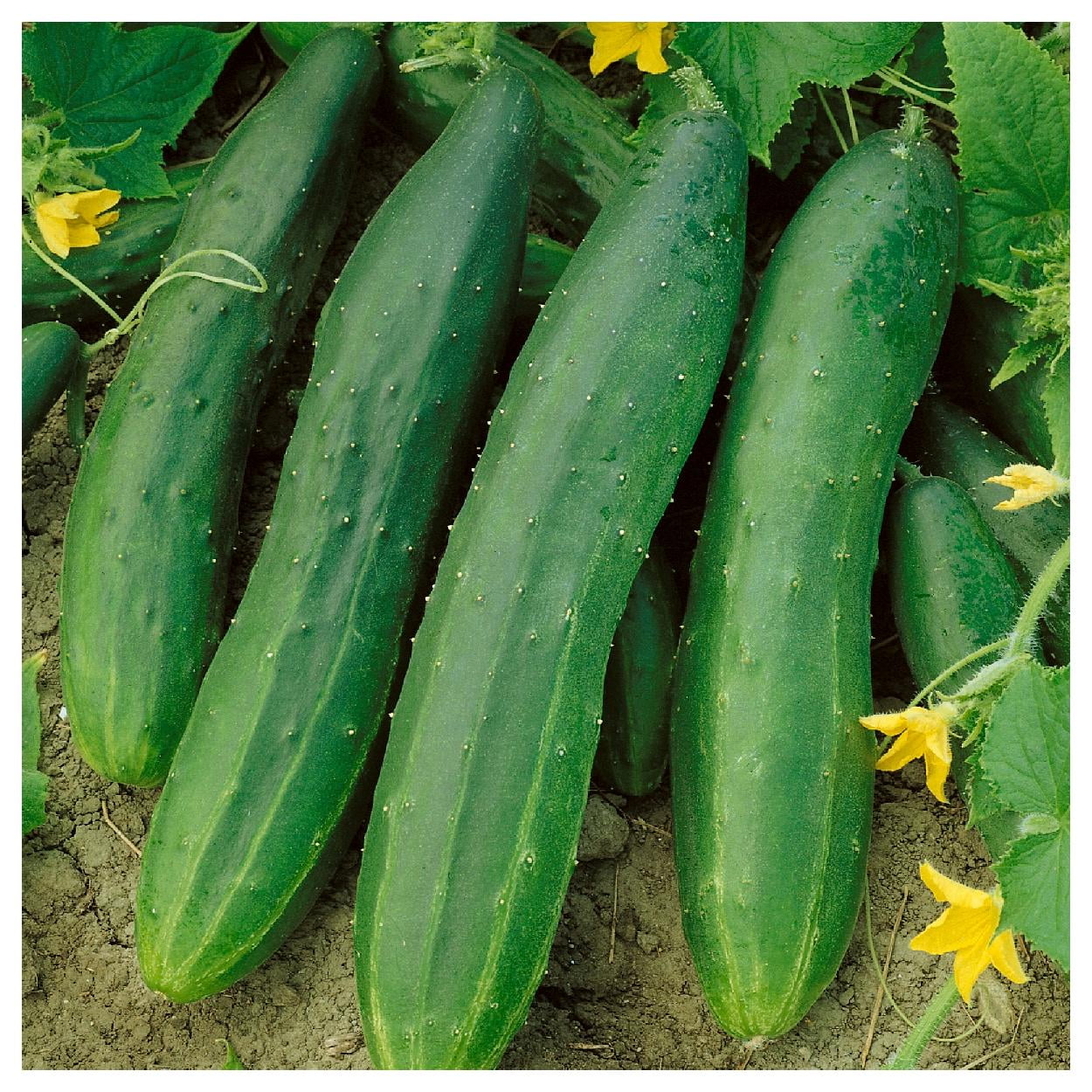 Everwilde Farms - 1/4 Lb Straight Eight Cucumber Seeds - Gold Vault Bulk Seed Packet