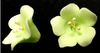 Fruit Blossom Single - Light Green 110 pieces