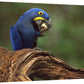 Hyacinth Macaw Eating Piassava Palm Nuts, Cerrado, Brazil-Canvas Art-18''X12''