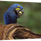 Hyacinth Macaw Eating Piassava Palm Nuts, Cerrado, Brazil-Canvas Art-24''X16''