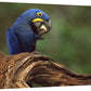 Hyacinth Macaw Eating Piassava Palm Nuts, Cerrado, Brazil-Canvas Art-36''X24''