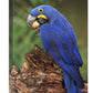 Hyacinth Macaw Eating Piassava Palm Nuts, Cerrado, Brazil-Canvas Art-16''X24''