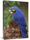 Hyacinth Macaw Eating Piassava Palm Nuts, Cerrado, Brazil-Canvas Art-16''X24''